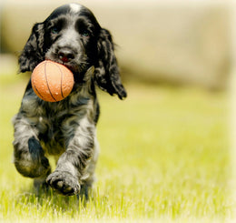 Puppy Pack