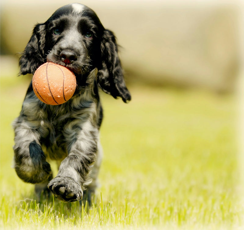 Puppy Pack